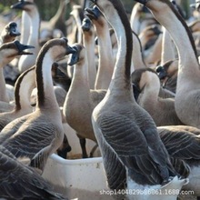 正宗大种灰鹅苗活苗出壳灰鹅苗脱温灰鹅苗灰鹅苗批发厂家
