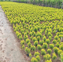 一件代发洒金柏树苗松柏苗木盆栽地栽庭院道路绿化植物洒金柏苗工