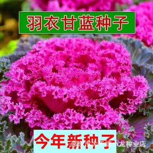 �t���¸��{���N����Ʒ�ϼt�����Ϙ���ʳ���ͺ�������^���¸��{�N