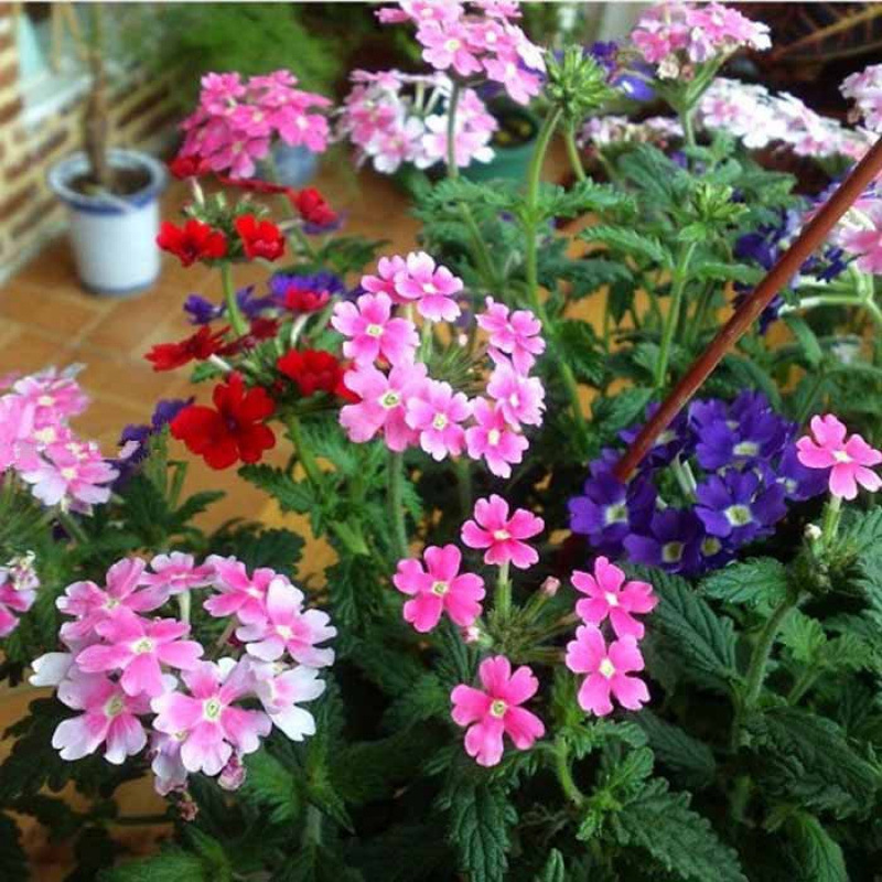 Semillas de flores, semillas de flores.