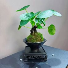 水培双杆苔藓镜面草盆景植物上水石微景观好养绿植翠屏金钱