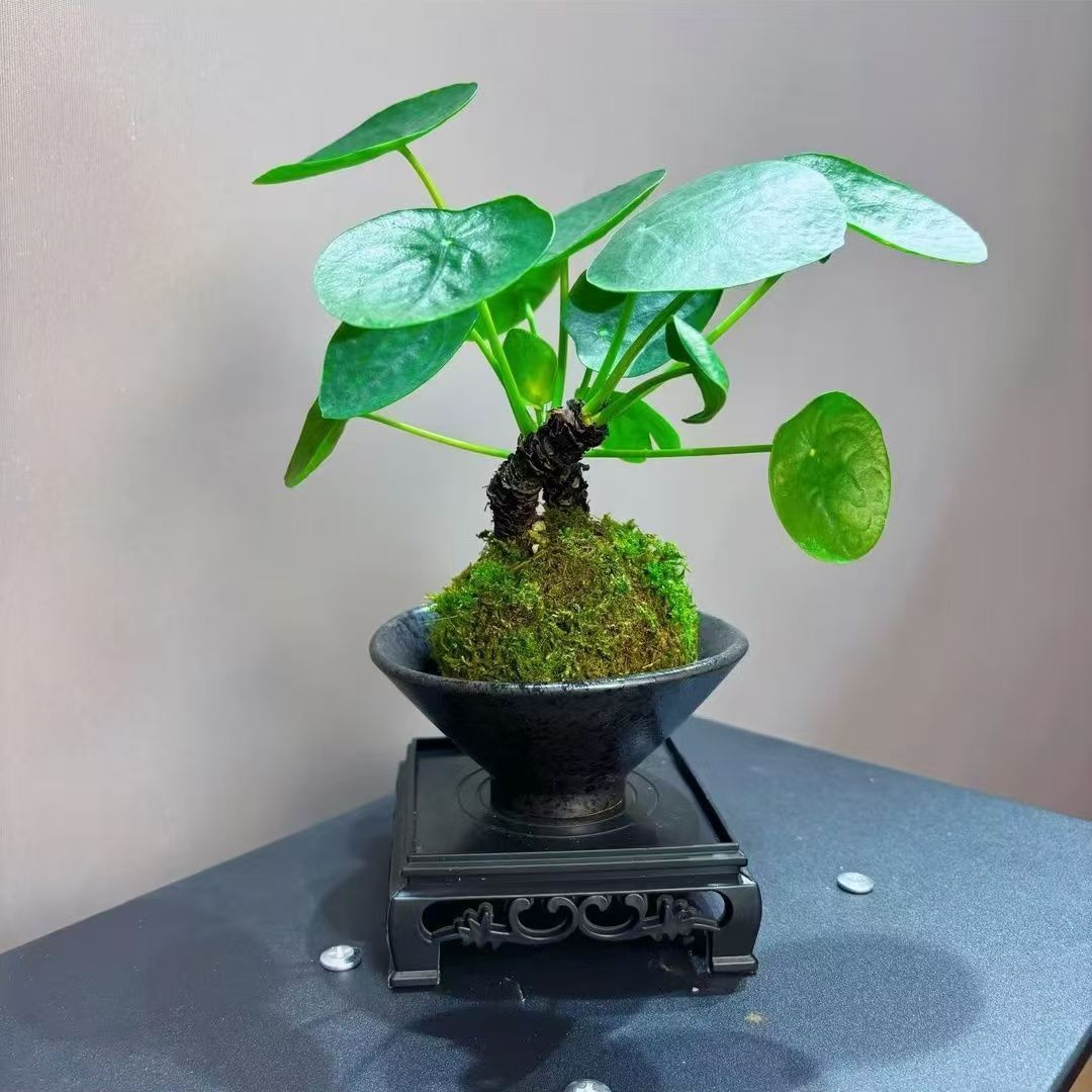 水培双杆苔藓镜面草盆景植物上水石微景观好养绿植翠屏金钱