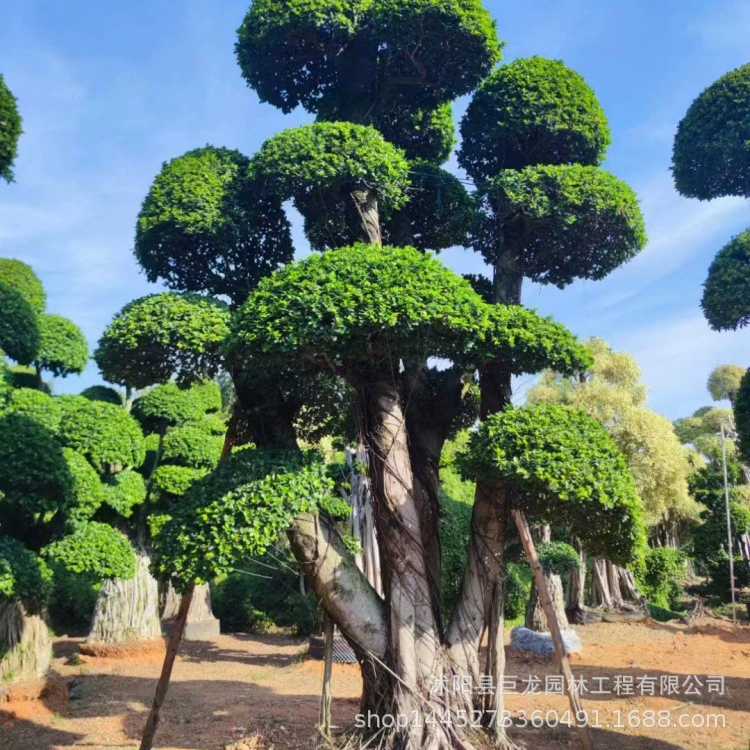 Денежное баньяновое дерево бонсай для озеленения двора, денежное баньяновое дерево для озеленения виллы, денежное баньяновое дерево в форме для сообщества.