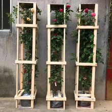 四季開花爬藤薔薇花苗重瓣母本大苗藤本月季攀援植物盆栽玫瑰花藤