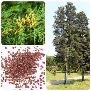 ��ľ�N�Ӱ�ľ�N���ɰطN�����ش��z�ؒ����ľ���������ܰ�