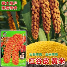 С�׷N�ѹ��ӷN�����׺����N�Ӵ����ļ���ճŴ�߮a����ȸ���׷N��