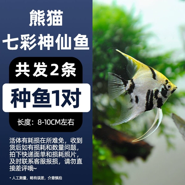 8-10cm Panda Fairy Fish 1 pair