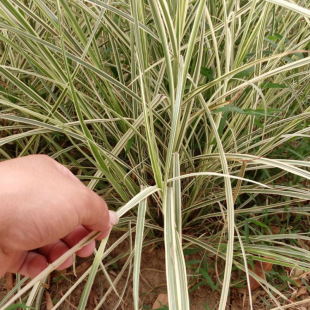 Factory Wholesale Flower and Leaf Miscanthus Flower and Leaf Miscanthus Ground Seedlings Aquatic Ground Cover Ornamental Grass Perennial Plants