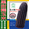 Sweet and sticky corn seeds black sweet glutinous sticky bud rice seed seed seeds and black glutinous sweet glutinous corn seeds