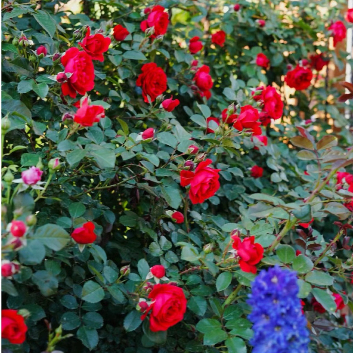 덩굴소녀 [덩굴꽃 은은한 향기] 작은 묘목