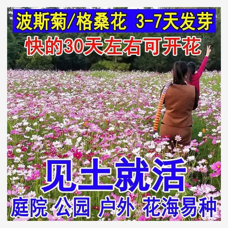 Новые летние семена цветов космоса для улицы, семена, комбинация цветов Gesang, дворовые легкие в выращивании четырехсезонные травяные цветы