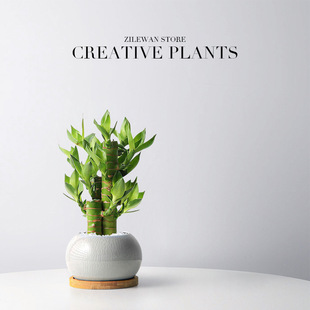 ���F�����Բ������҃���������Gֲ�k�����Ĳ������B�o����ֲ��