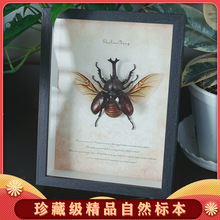 独角仙昆虫标本国产甲虫复古礼品个性装饰画家居挂墙创意生日礼物