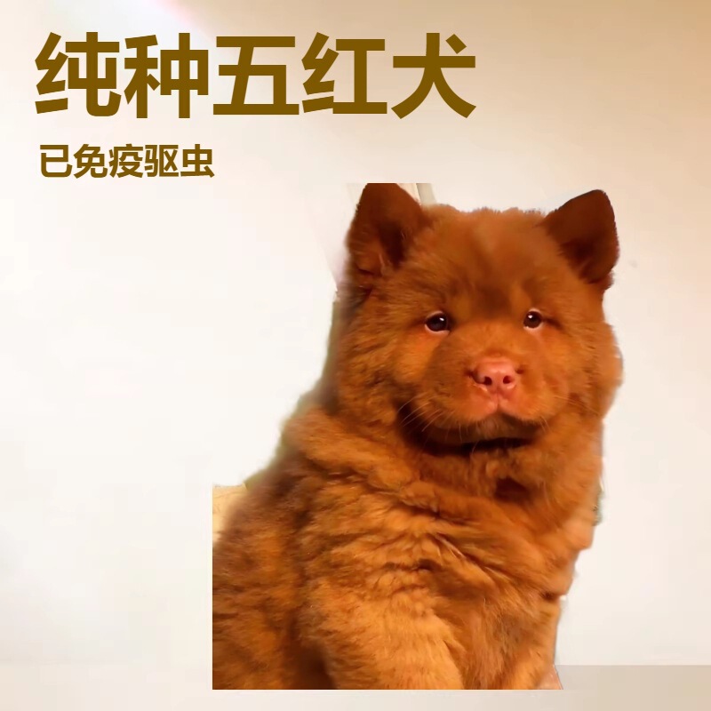 Purebred Premium Five-Color Dog Puppies, Live Farm Dogs, Pet Dogs, Small Dogs, Hunting Dogs, Puppies, Guard Dogs