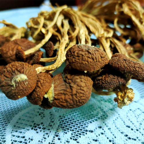 Youkangtai Tea Tree Mushroom Farm Specialty Dry Goods New Products Wholesale Stewed Cordyceps Flowers