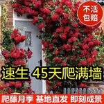 爬藤蔷薇藤本月季特大花树爬藤植物阳台爬墙花卉玫瑰盆栽四季开花