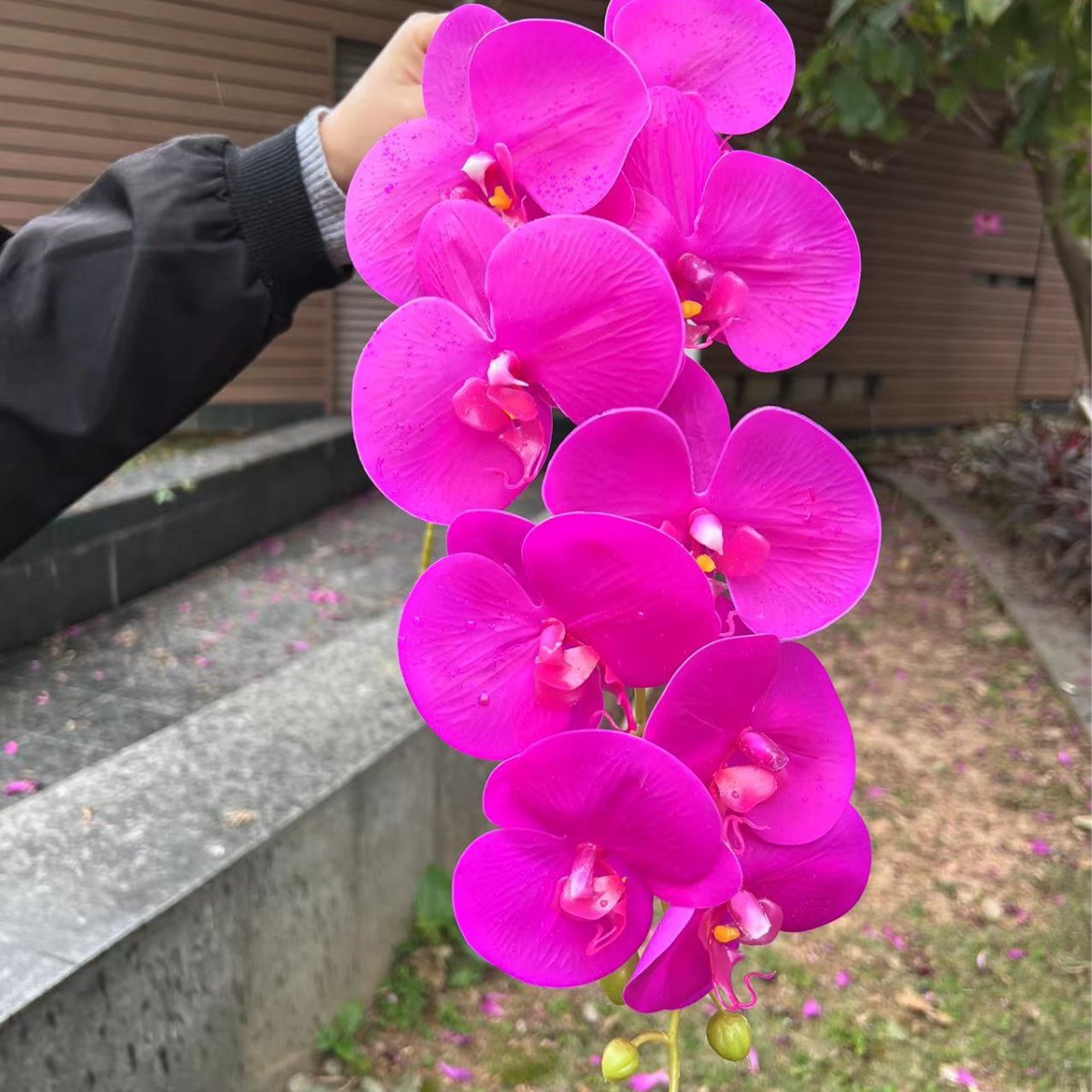 9-cabeza sentir Phalaenopsis rojo púrpura oscuro