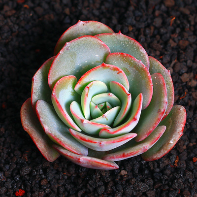 多肉植物稀有品种橙梦露多肉植物新款爆盆景天多肉老桩 奶油黄桃