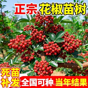 ��������t���ϱ����ļ��Nֲ�o���齷�ٽ�����Y��ͥԺ�e������