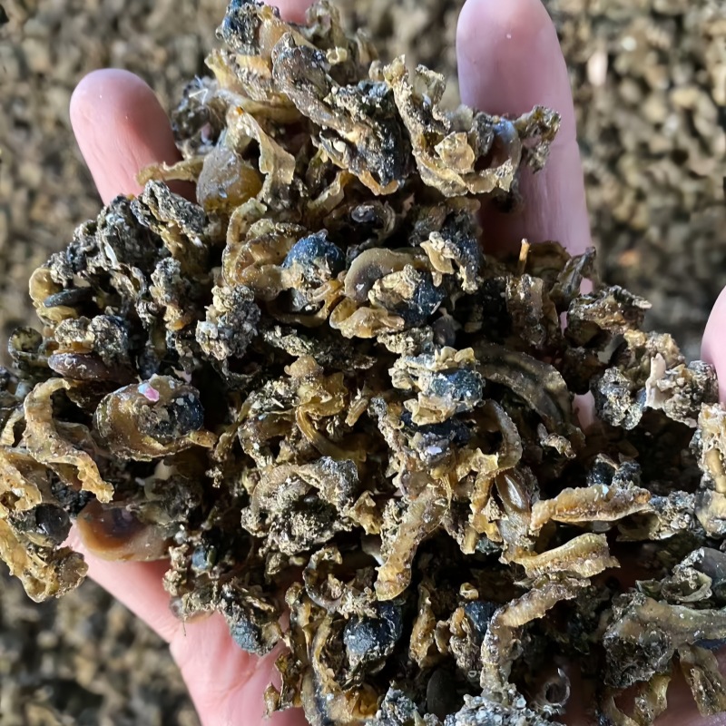 螃蟹养殖高蛋白饲料级干扇贝边 腥味浓厚可做诱食鱼饵 批发扇贝边