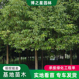 黄连木树苗绿化苗木色块绿篱行道点缀庭院观赏风景树黄连木树苗