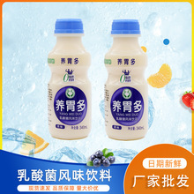 养胃多乳酸菌益生元风味乳饮料网红酸甜草原牛莓果奶味饮品批发价