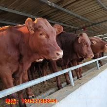 江蘇養牛場 利木贊牛肉牛 牛犢 母牛養殖場常年廠家