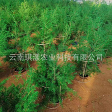 ǧ�ӽ� ���������r���Ҿ��b��Ĕz���� ���S���l��Y����ܛ�b�OӋ