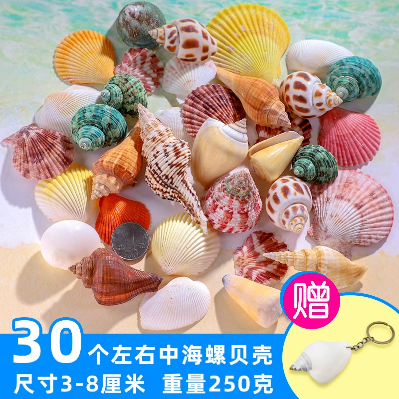 Organic aquarium with shells, aquarium decor, sample handmade