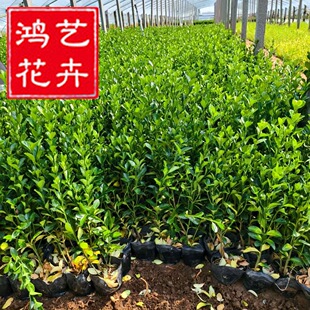 Holly saplings Holly saplings Big-leaf Populus saplings Holly courtyard hedge fence saplings Hokkaido Holly saplings