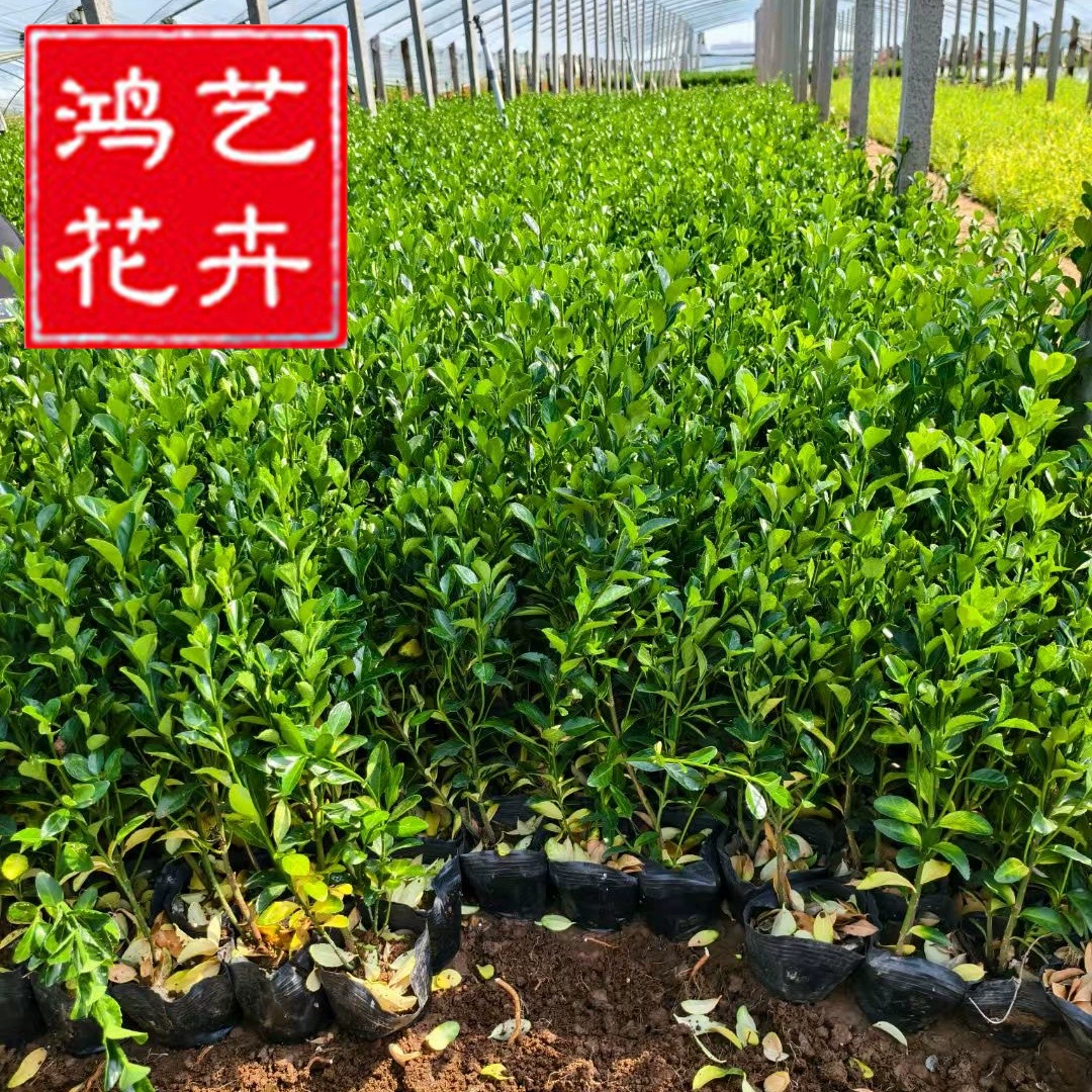 Саженцы падуба Саженцы падуба