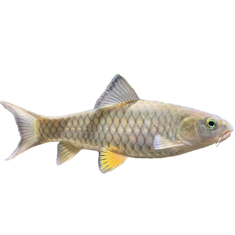 Ф fry ХарИ?