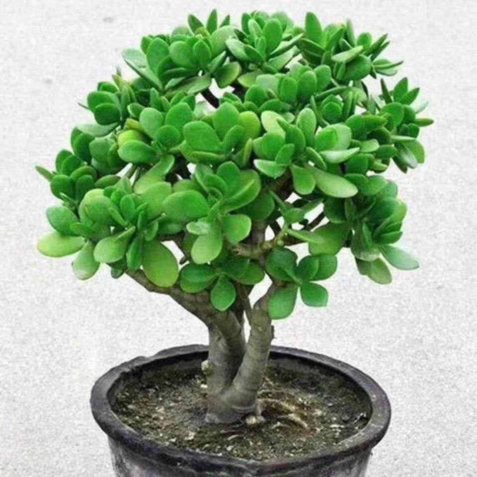 玉树盆栽多肉老桩植物燕子掌四季常青盆景花卉耐旱好养活植物盆栽-阿里巴巴