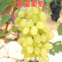 �S�������� ��֦ζ �S�����ј��� �u�r�ߵ����� �ϱ����Nֲ������