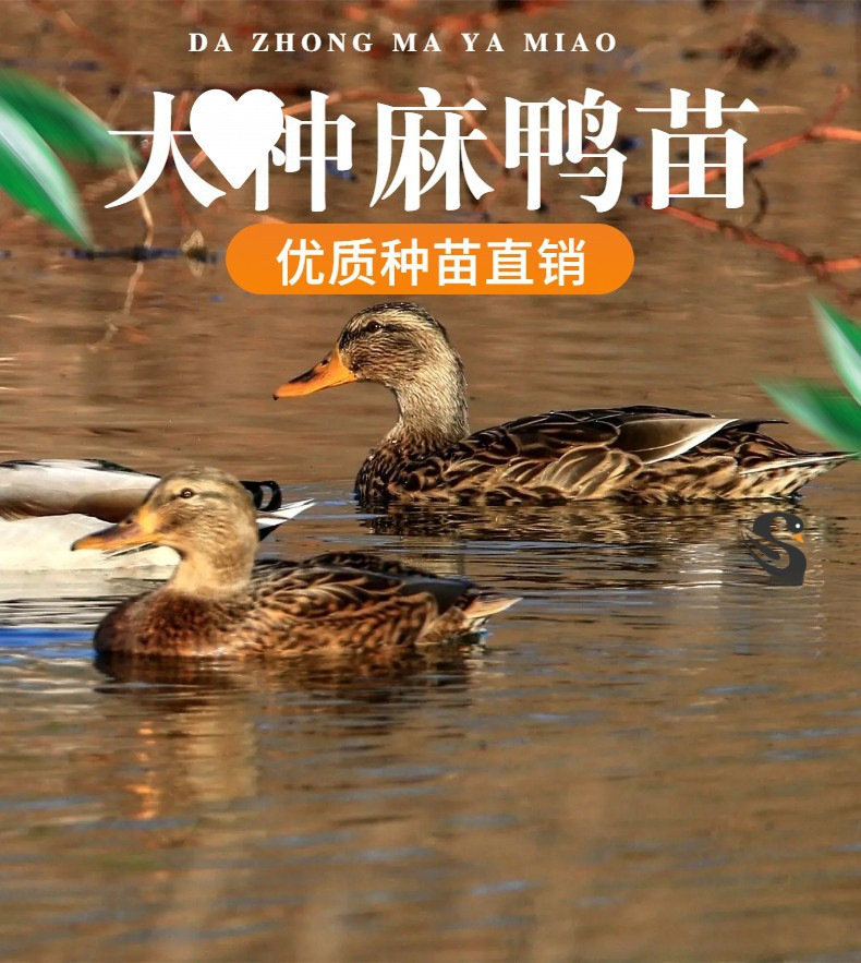 O1CN01temCTs1D6X9nuvLSF_!!2218980830167-