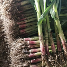 ���к���������� ũ���԰���������Ⱦ��������ζŨ�´�������