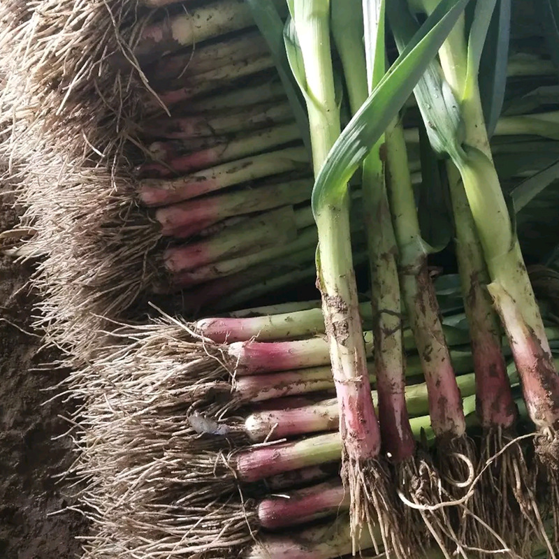 中研红根蒜苗种子 农田菜园可盆栽耐热茎秆肉厚香味浓韭葱蒜苗籽