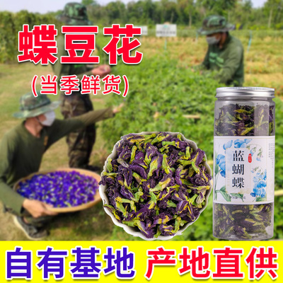 Butterfly curd Blue Butterfly Yunnan Place of Origin Supplying Blue butterfly tea Large wholesale goods 21 New goods 30g/ Bottle