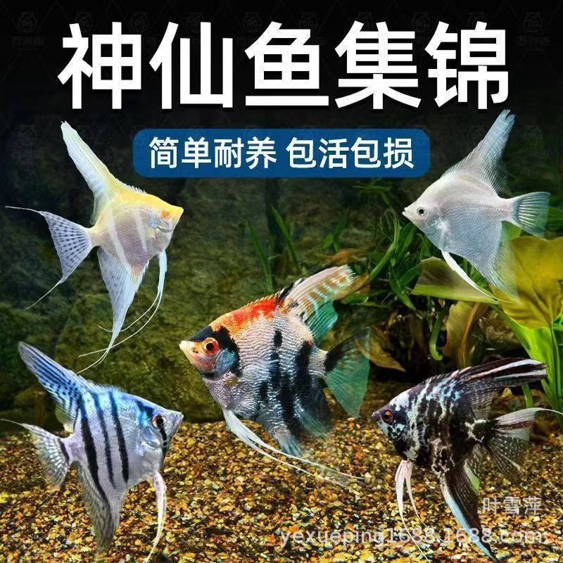 神仙鱼燕鱼秘鲁七彩淡水墨燕红头三色雪燕熊猫活体热带观赏鱼宠物