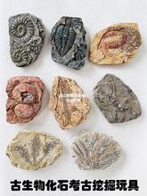 考古挖掘玩具古生物化石兒童手工diy菊石三葉蟲恐龍蛋模型8