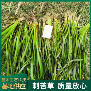 Base Sales of Submersed Plants, Spirogyra, Spirogyra, Spores, Water Quality Purification, Package Planting and Maintenance Wholesale