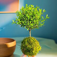 ̦�\��ֲ��С�~����ͺ��͟���������С�ͶU������՚�