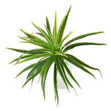 ֲ��ٲ廨���ϲ���Ļ��������҃��bݾGֲ������mֲ��Ԕ��