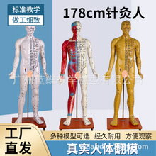 170 178CM����Ѩλģ�Ͱ뼡�����ģ�ͼ������ ����1��1����ģ��