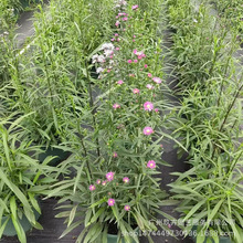 �ߗU���m�����Կ͏d�̨�^���������Gֲ���@����ͥԺ�b���