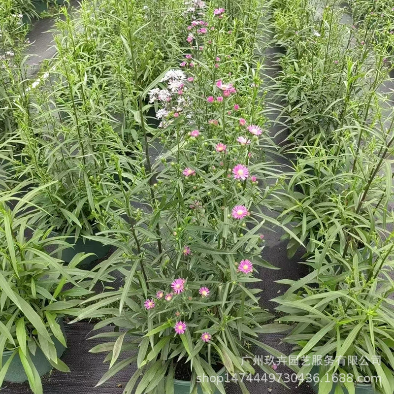 Высокий стержень Голландская Хризантема в горшке Гостиная Балкон Просмотр цветов Многолетние зеленые посадки Сад Цветочные кровати Двор Декоративные цветы