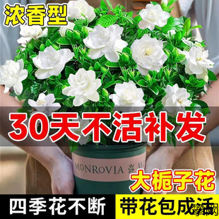 �d�ӻ����Ԏ������ļ��_���҃�����Gֲ���~�Ϙ�������Bˮ��ֲ��