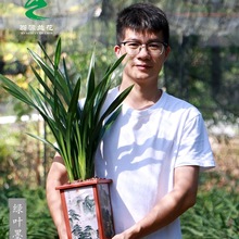 精品兰花苗浓香墨兰企黑金边墨兰开花浓香型除甲醛室内花卉绿植