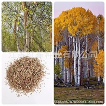 טNӰטNѷۘƤNӘNӘľ󃞻ݸ߳ѿ