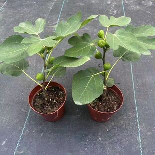 �o���������������Ե��Բ����t�o�������̨�Nֲ����Ƥ�ش����